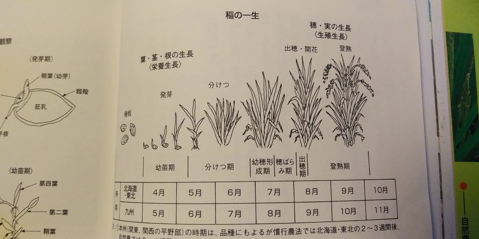 稲の分けつがはじまったよ。 | 照乃ゐゑ ∞かみかみごはん